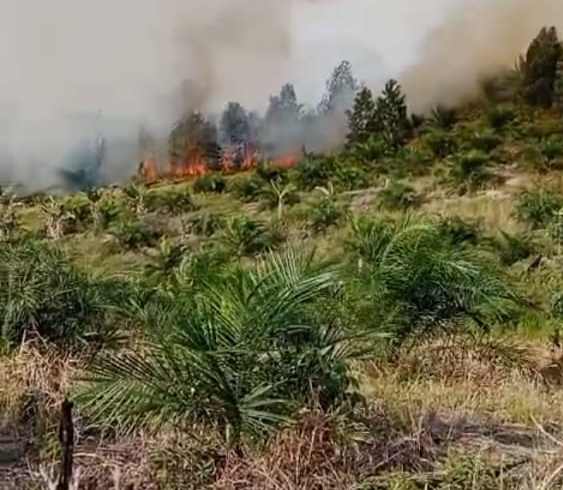 Kebakaran Kembali Terjadi Di Lahan Hutan Produksi Terbatas atau HTP Yang Di Kelola Oleh Kebun Sungai Jernih Alias Lorena.